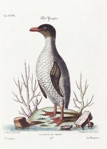 Der Pinguin, 1770