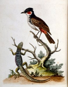 Aquarellillustration aus einem Buch seltener Vögel von G. Edwards 1750 von George Edwards