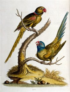 Aquarellillustration aus einem Buch seltener Vögel von George Edwards