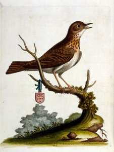 Aquarellillustration aus einem Buch seltener Vögel von G. Edwards 1750