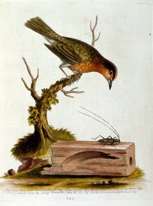 Aquarellillustration aus einem Buch seltener Vögel von G. Edwards 1750