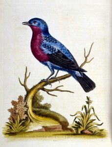 Aquarellillustration aus einem Buch seltener Vögel von G. Edwards 1750 von George Edwards