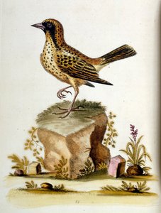 Aquarellillustration aus einem Buch seltener Vögel von G. Edwards, 1750 von George Edwards