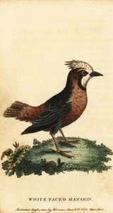 Weißgekrönter Ameisenvogel, Pithys albifrons (Gravur)