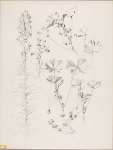 Ohne Titel (Botanische Studie) von George Elbert Burr
