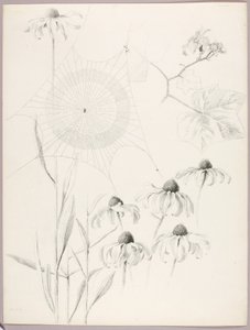 Ohne Titel (Spinnennetz und Gänseblümchen)