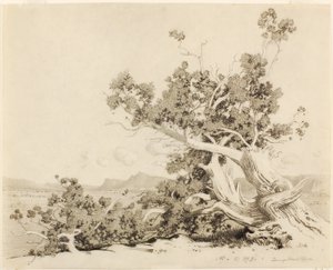 Ohne Titel (Studie für Alte Zedern, New Mexico)