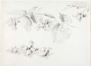 Ohne Titel (Wilde Haselnuss, Corylus Americana) von George Elbert Burr