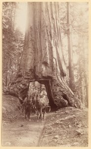 Wawona, zeigt Bühne im Baum (Durchmesser, 30 Fuß). Mariposa Grove. von George Fiske
