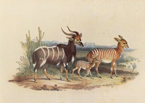 Das Nyala
