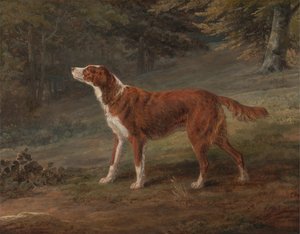 Ranger, ein Setter, im Besitz von Elizabeth Gray