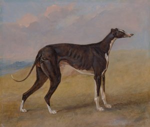 Turk, ein Windhund, im Besitz von George Lane Fox von George Garrard