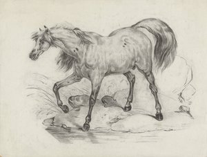 Stehendes Pferd, nach links