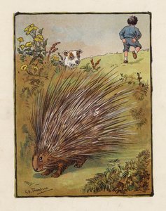 Das Stachelschwein