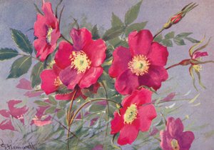 Rosa alpina, die dornenlose Alpen-Eglantine