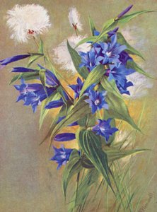 Die Weidenenzian (G asclepiadea) und die Alpen-Baumwollgras (Eriophorum Scheuchzeri) (Farblithographie)