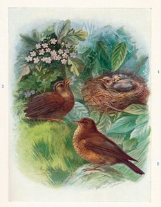 Ein typisches Nesthäkchen - Drei Stadien. Amsel, ca. 1910 von George James Rankin