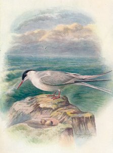 Arktische Seeschwalbe - Sterna macrura, um 1910 von George James Rankin