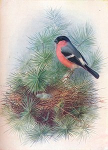 Gimpel - Pyrrhula europaea, ca. 1910