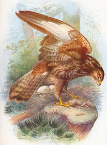 Mäusebussard - Buteo vulgaris, um 1910, 1910 von George James Rankin