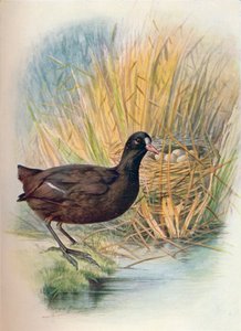 Blässhuhn - Fulica atra von George James Rankin