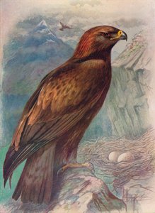 Steinadler - Aquila chrysaetus, ca. 1910