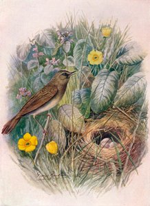 Schlagschwirl - Locustella naevia, um 1910, 1910