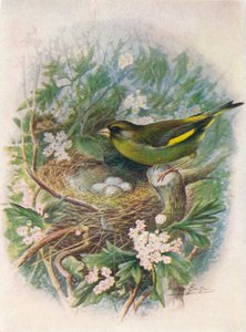 Grünfink - Ligurinus chloris, ca. 1910
