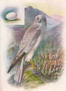 Kornweihe - Circus cyaneus, um 1910