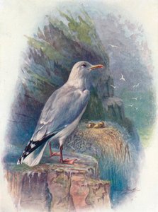 Silbermöwe - Larus argentatus, ca. 1910 von George James Rankin