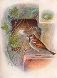 Haussperling -- Passer domesticus, um 1910, 1910