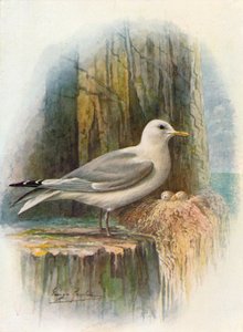 Dreizehenmöwe - Rissa tridactyla, um 1910 von George James Rankin