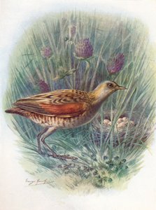 Wachtelkönig oder Wiesenralle - Crex pratensis, um 1910