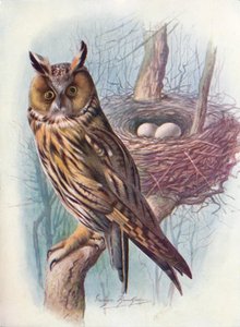 Waldohreule - Asio otus, um 1910, 1910