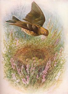 Wiesenpieper oder Titlark - Anthus pratensis, um 1910 von George James Rankin