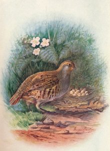 Rebhuhn - Perdix cinerea, um 1910