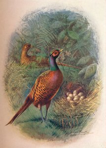Fasan - Phasianus colchicus, um 1910