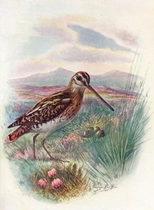 Bekassine - Gallinago coelestis, ca. 1910 von George James Rankin