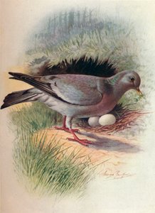 Hohltaube - Columba oenas, ca. 1910, 1910