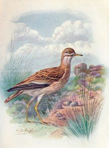 Triel, Norfolkregenpfeifer oder Dickknopf - OEdicnemus scolopax, ca. 1910 von George James Rankin