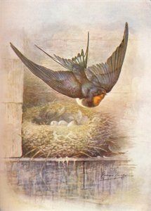 Schwalbe - Hirundo rustica, ca. 1910 von George James Rankin