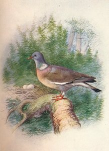 Ringeltaube - Columba palumbus