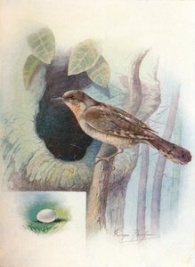 Wendehals - Iynx torquilla, ca. 1910