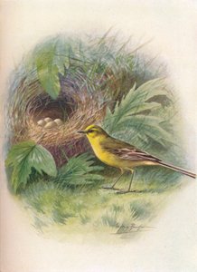 Schafstelze - Motacilla raii