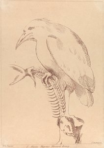 Ohne Titel: Vogel hält Fischskelett