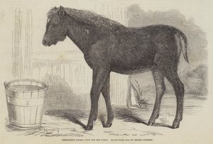 Bemerkenswerter Hybrid, aus dem New Forest von George Landseer