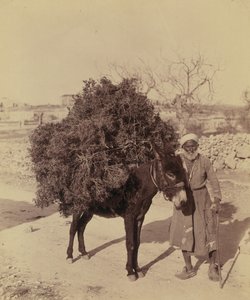 Esel, der eine Ladung Wurzeln und Zweige für Brennholz trägt, Palästina, ca. 1900