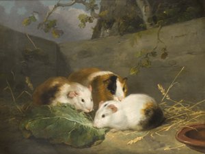 Meerschweinchen