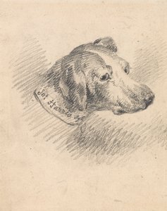 Kopf eines Hundes