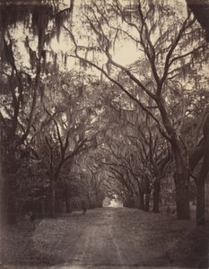 Bonaventure-Friedhof, vier Meilen von Savannah von George N. Barnard